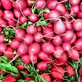 radish