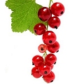 redcurrant