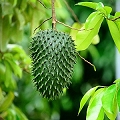 graviola