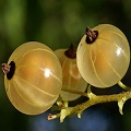 whitecurrant