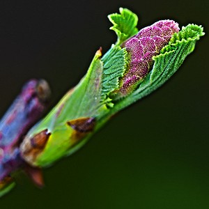 Currant Leaf and Bud