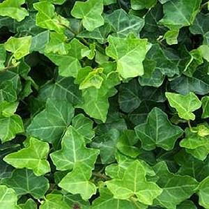 Ivy