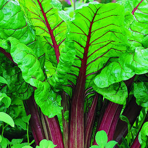 Rhubarb