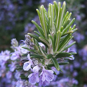 Rosemary