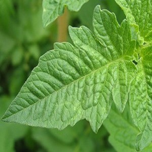 Tomato Leaf