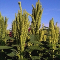 amaranth