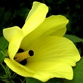 musk mallow