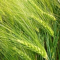 grain