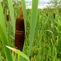 wetland grass