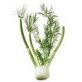 fennel