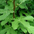 fig leaf