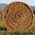 hay