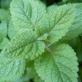 balm mint