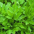 lovage