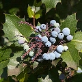 mahonia