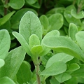 marjoram