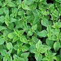nettle