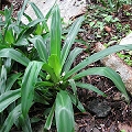 Oyster Plant