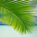 palm leaf