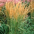 reed