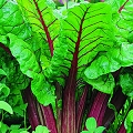 rhubarb