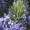 rosemary