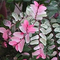 Snow Bush