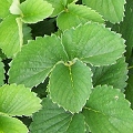 crushed leaves