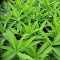 wild tarragon