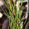 rooibos red bush tea