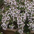 thyme