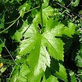 grape vine