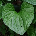 violet leaves