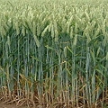 grain