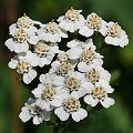 yarrow