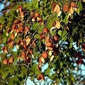 copahu balsam