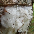 elemi resin