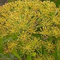 galbanum