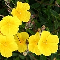 labdanum