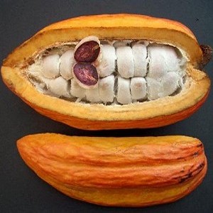 Cacao