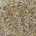 wild carrot