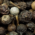 java pepper
