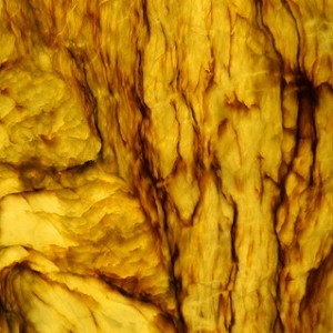 cetalox scent