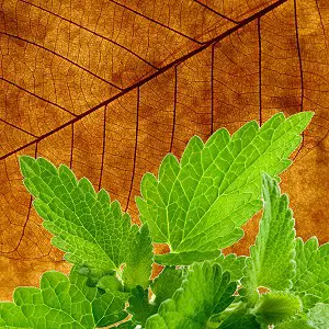 Perfumes With Georgywood Notes Perfumemaster Com