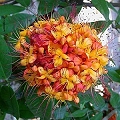 karmaflor