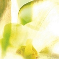 mahonial­