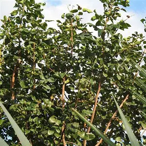 Amyris Tree