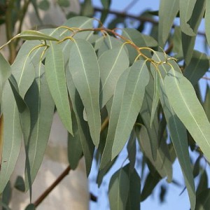 Eucalyptus