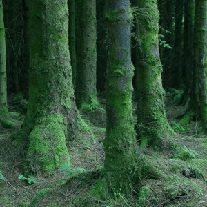 Woods Mosses