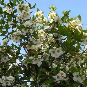 Leatherwood